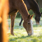 Oudere paarden