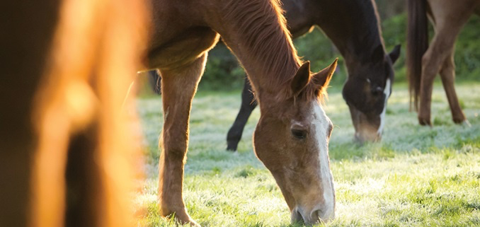 Oudere paarden