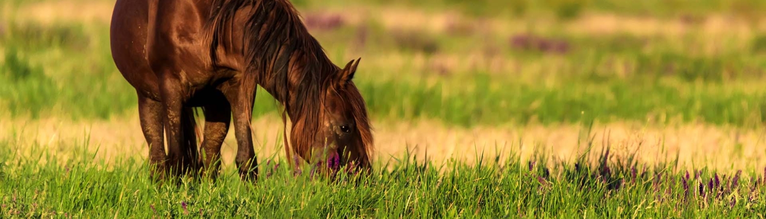 Grazend paard